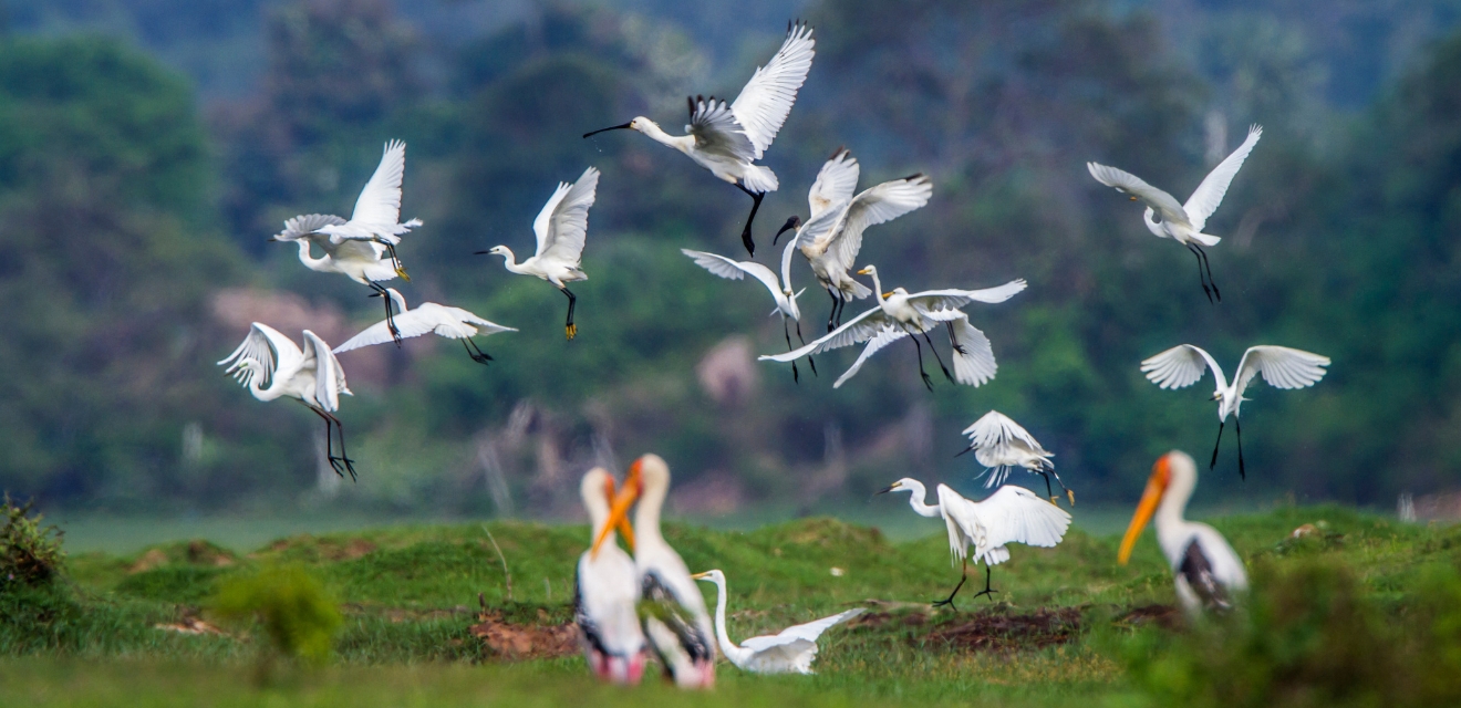 Sri Lankan Wilderness