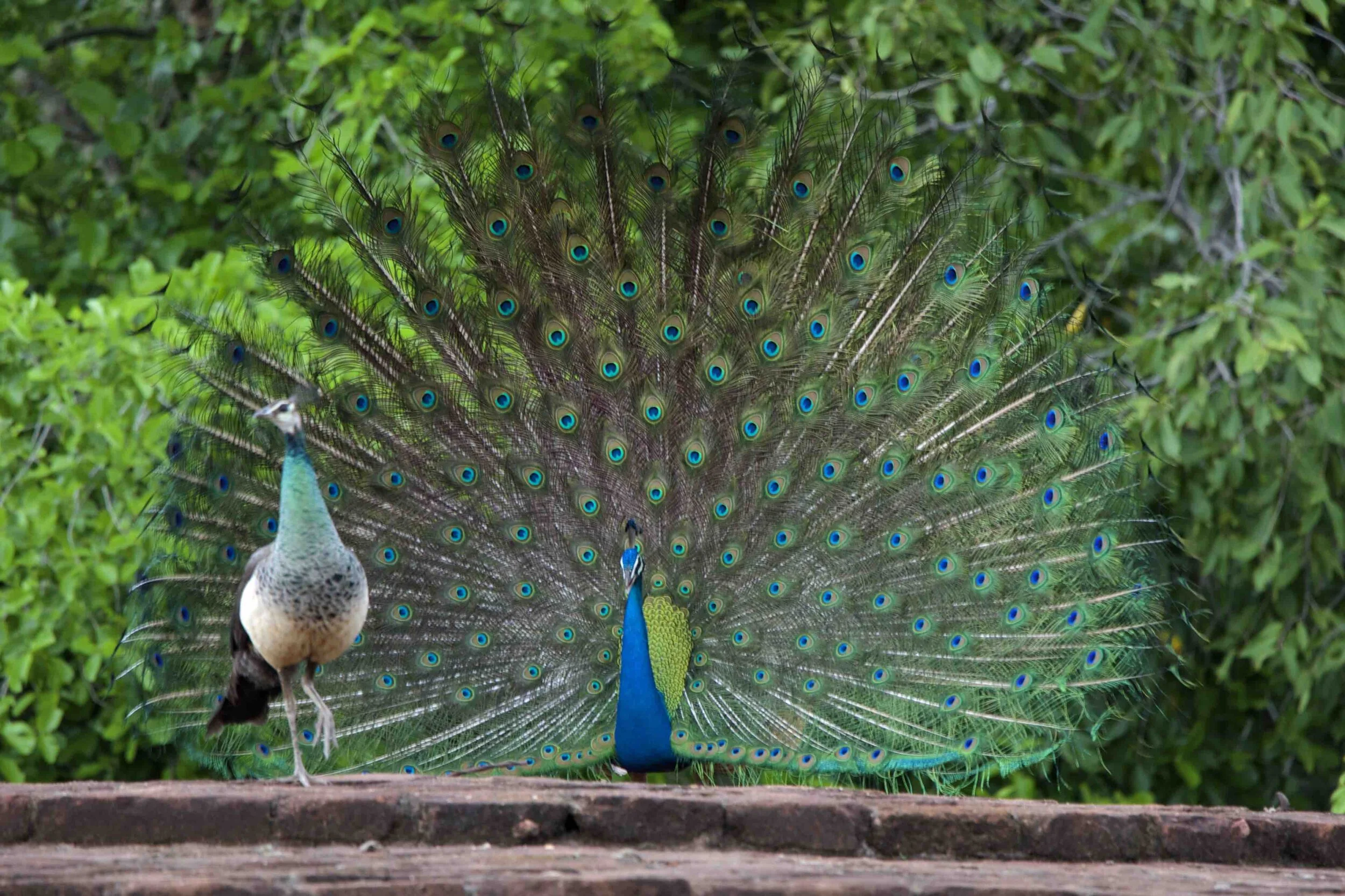 Gal Oya National Park