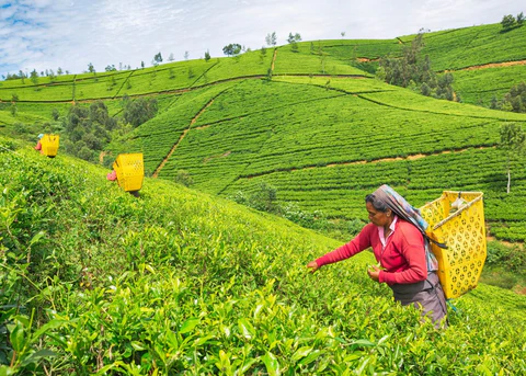 Nuwara Eliya Sri Lanka