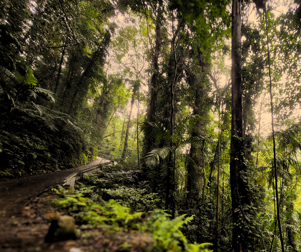 Sri Lankan Sinharaja Rain Forest 
