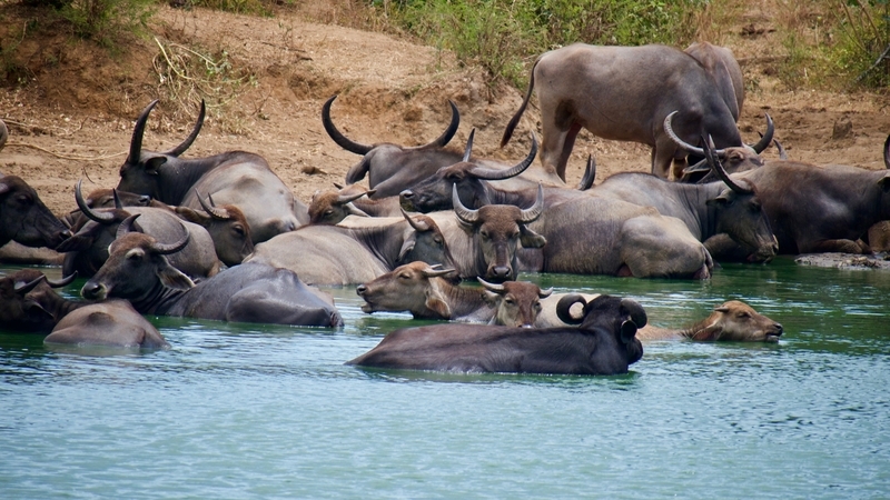 Udawalawe National Park