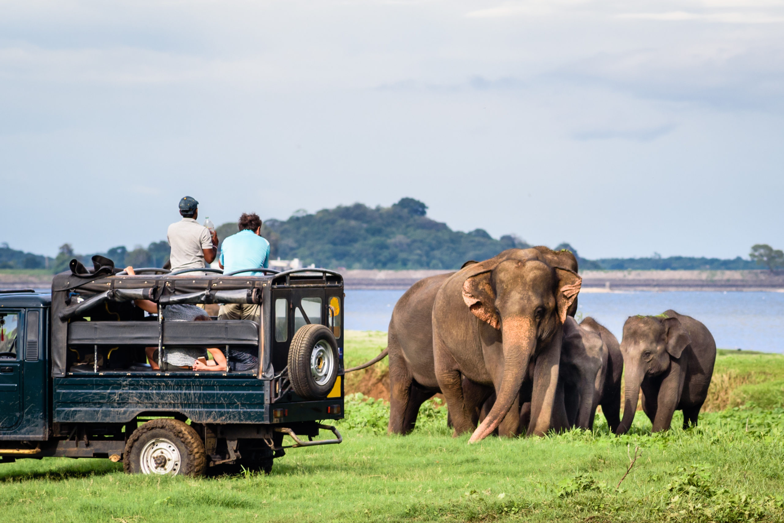 Wildlife