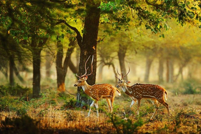 Willpattu National Park