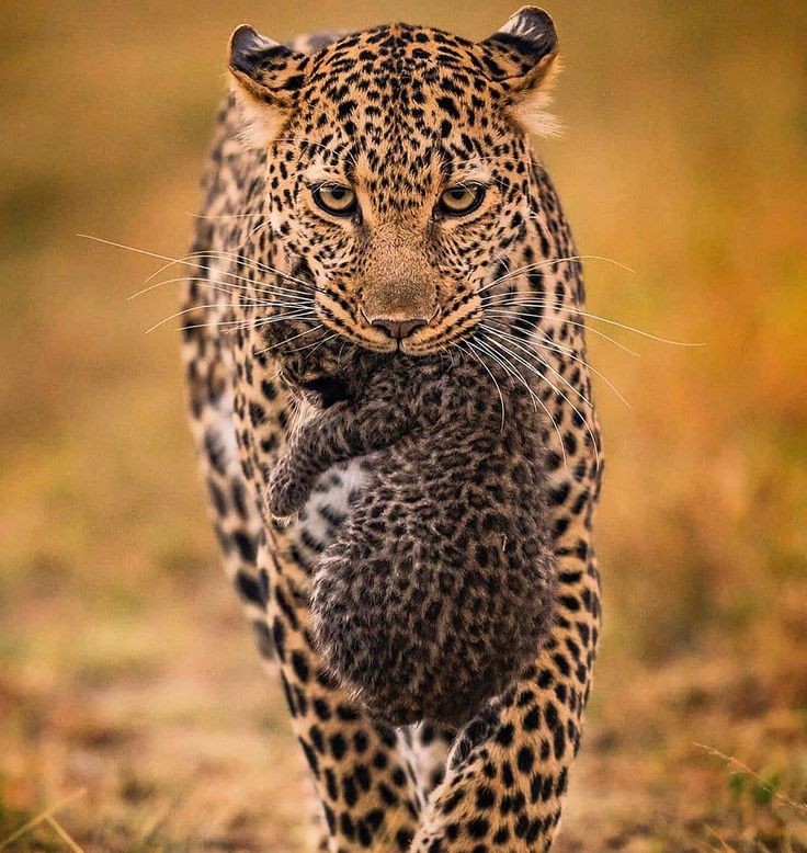 Yala National Park